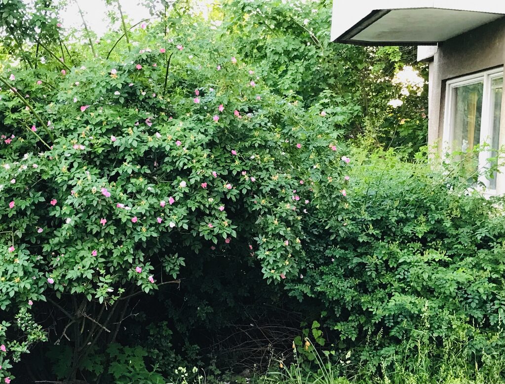 Lägenhetsbyte - Badstrandsvägen 14