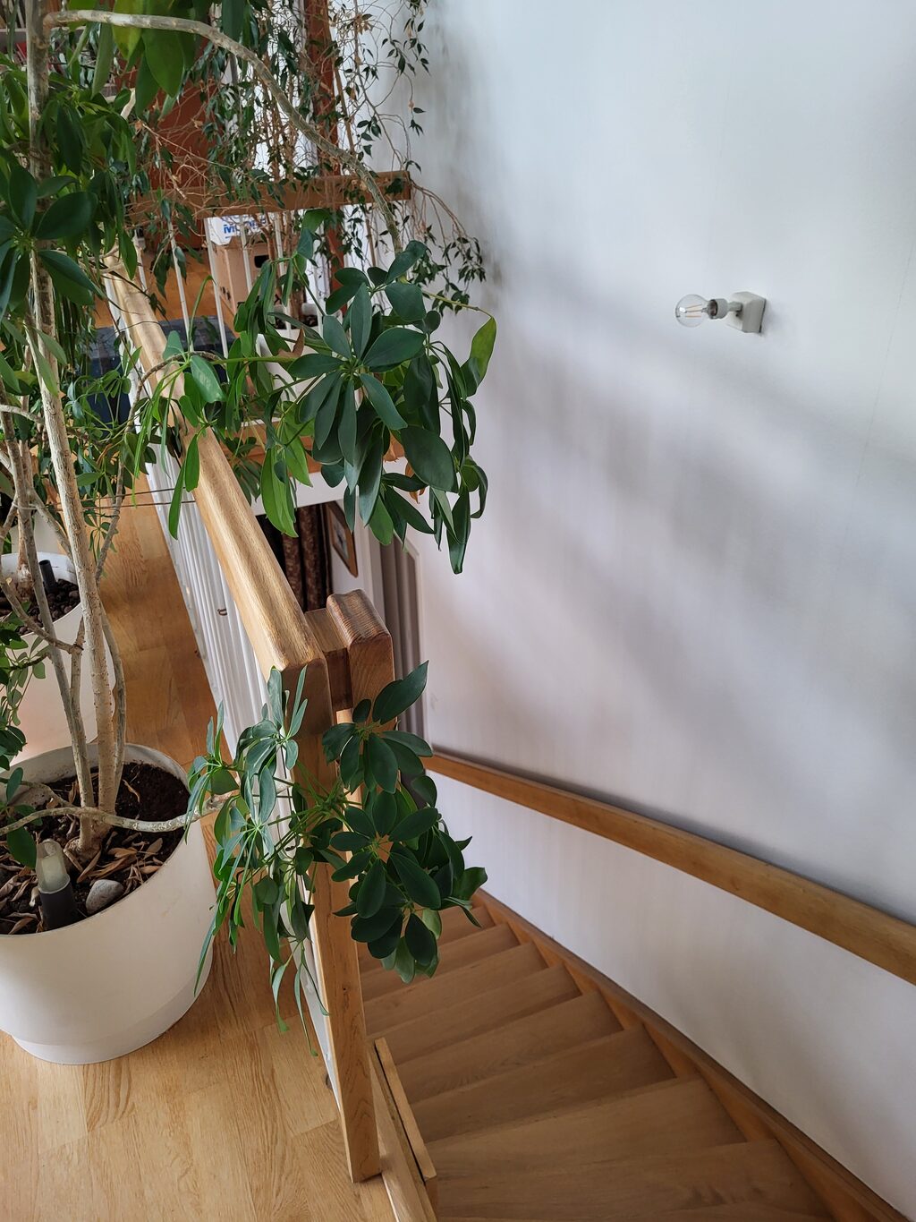 Lägenhetsbyte - Ankdammsgatan 20