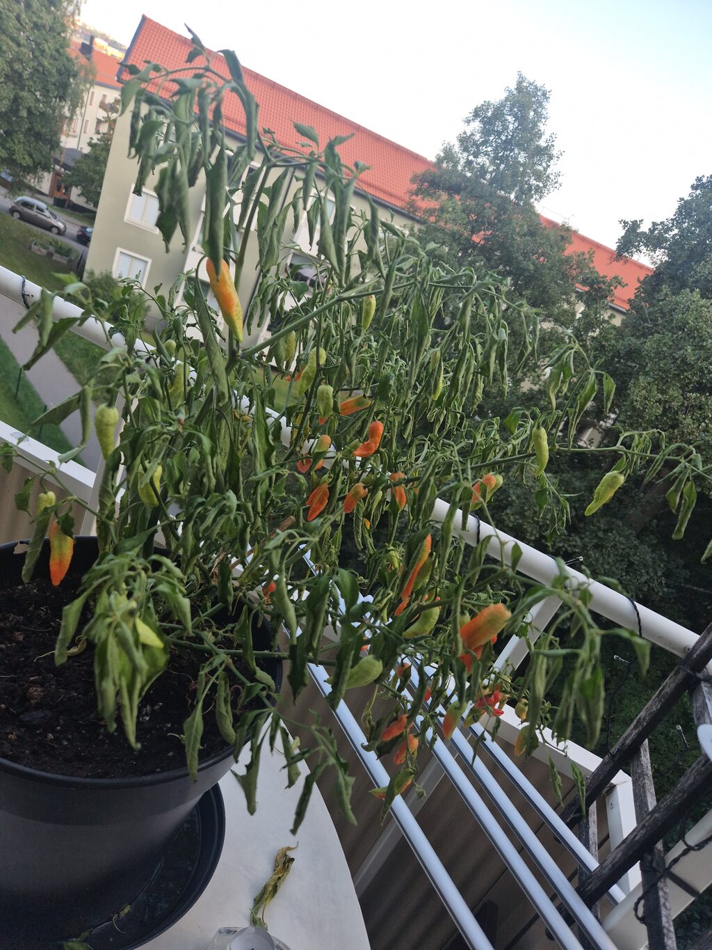 Lägenhetsbyte - Karusellvägen 19